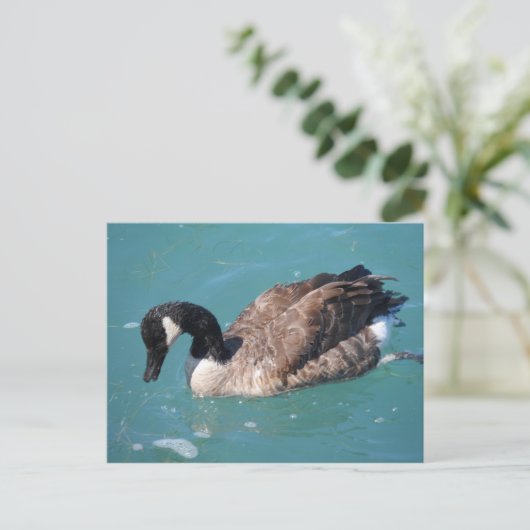 Canada Goose Briefkaart (Staand voorkant)