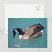 Canada Goose Briefkaart (Voorkant / Achterkant)