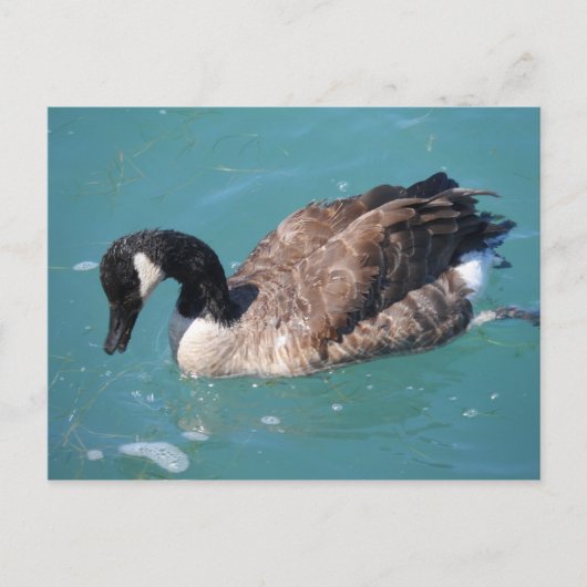 Canada Goose Briefkaart (Voorkant)