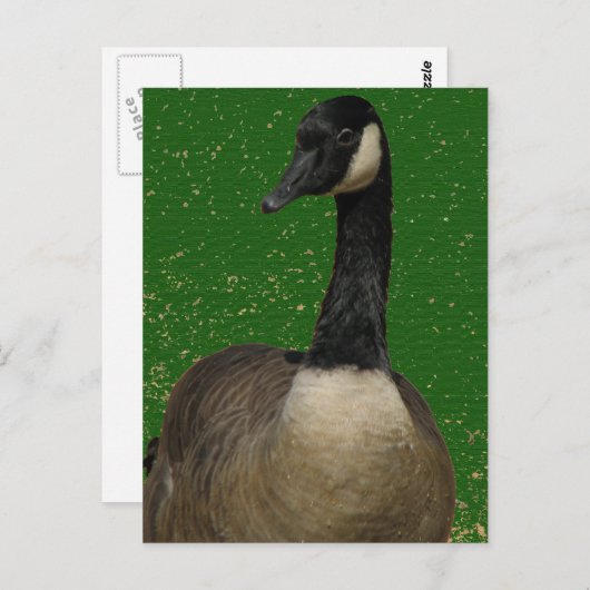 Canada Goose Briefkaart (Voorkant / Achterkant)