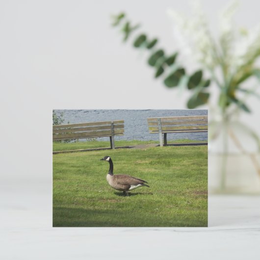 Canada Goose Briefkaart (Staand voorkant)