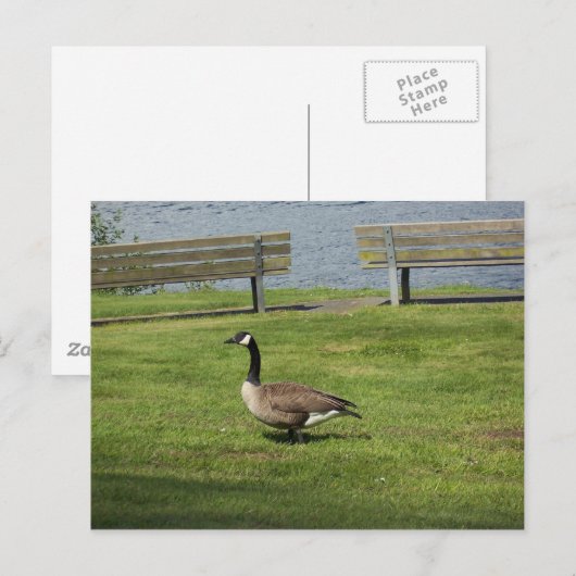 Canada Goose Briefkaart (Voorkant / Achterkant)