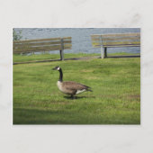 Canada Goose Briefkaart (Voorkant)