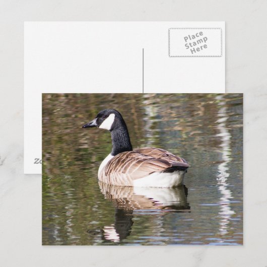 Canada Goose Briefkaart (Voorkant / Achterkant)