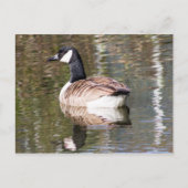Canada Goose Briefkaart (Voorkant)