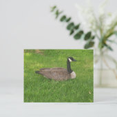 Canada Goose Briefkaart (Staand voorkant)
