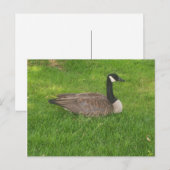 Canada Goose Briefkaart (Voorkant / Achterkant)