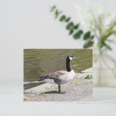 Canada Goose Briefkaart (Staand voorkant)