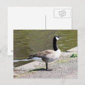 Canada Goose Briefkaart (Voorkant / Achterkant)