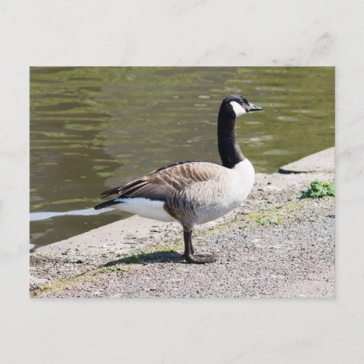 Canada Goose Briefkaart (Voorkant)
