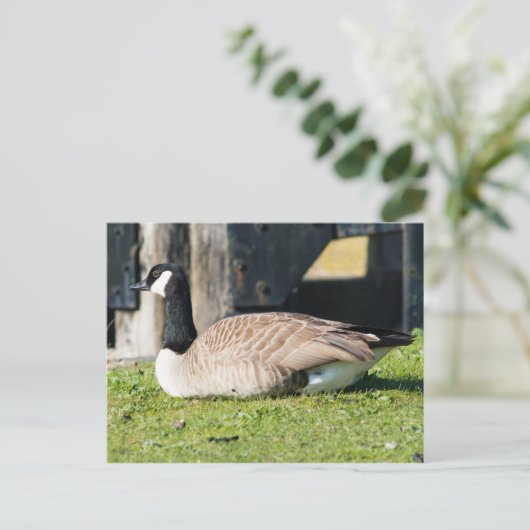 Canada Goose Briefkaart (Staand voorkant)
