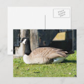 Canada Goose Briefkaart (Voorkant / Achterkant)