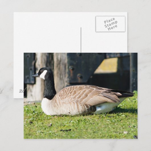 Canada Goose Briefkaart (Voorkant / Achterkant)