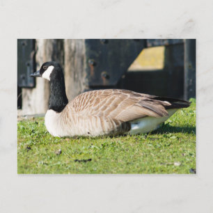 Canada Goose Briefkaart