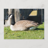 Canada Goose Briefkaart (Voorkant)