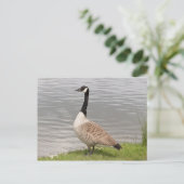 Canada Goose Briefkaart (Staand voorkant)