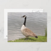 Canada Goose Briefkaart (Voorkant / Achterkant)