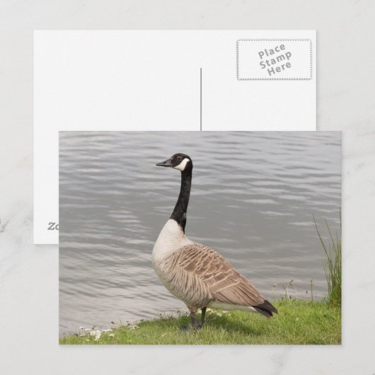 Canada Goose Briefkaart (Voorkant / Achterkant)