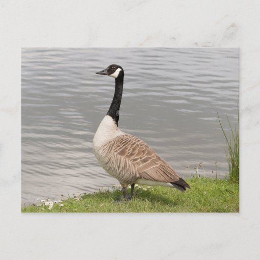 Canada Goose Briefkaart (Voorkant)