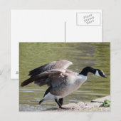 Canada Goose Briefkaart (Voorkant / Achterkant)