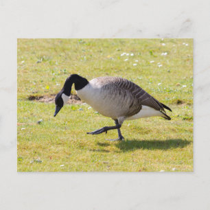 Canada Goose Briefkaart