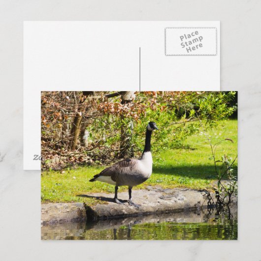 Canada Goose Briefkaart (Voorkant / Achterkant)