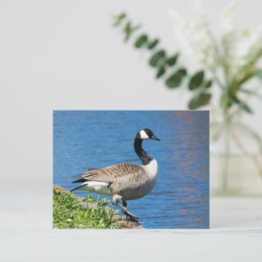 Canada Goose Briefkaart (Staand voorkant)