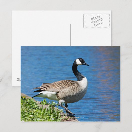 Canada Goose Briefkaart (Voorkant / Achterkant)