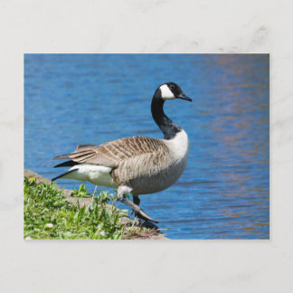 Canada Goose Briefkaart