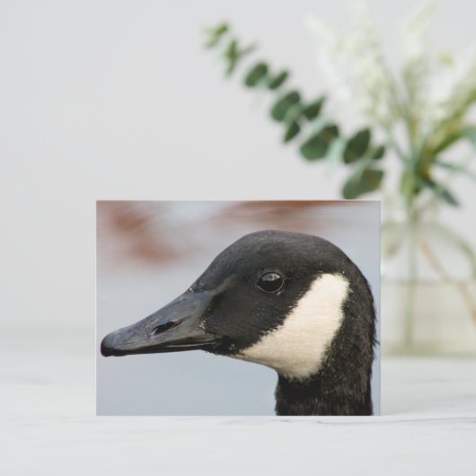 Canada Goose Briefkaart (Staand voorkant)