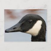 Canada Goose Briefkaart (Voorkant)