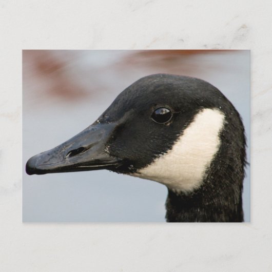 Canada Goose Briefkaart (Voorkant)