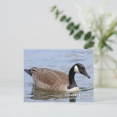Canada Goose Briefkaart (Staand voorkant)