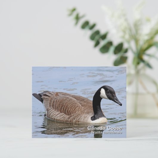 Canada Goose Briefkaart (Staand voorkant)