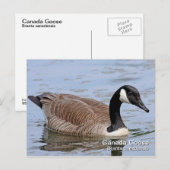Canada Goose Briefkaart (Voorkant / Achterkant)