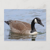 Canada Goose Briefkaart (Voorkant)