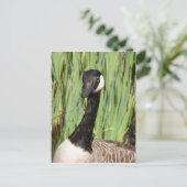 Canada Goose Briefkaart (Staand voorkant)