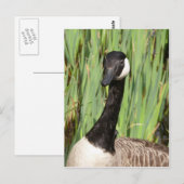 Canada Goose Briefkaart (Voorkant / Achterkant)
