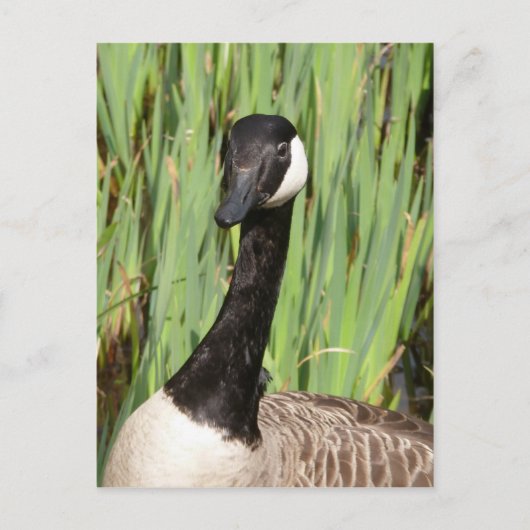 Canada Goose Briefkaart (Voorkant)