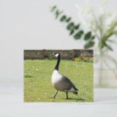 Canada Goose Briefkaart (Staand voorkant)