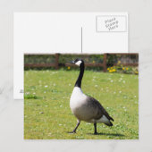 Canada Goose Briefkaart (Voorkant / Achterkant)