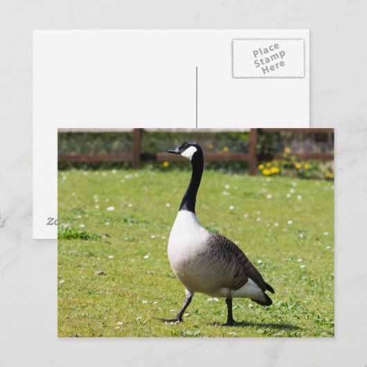 Canada Goose Briefkaart (Voorkant / Achterkant)