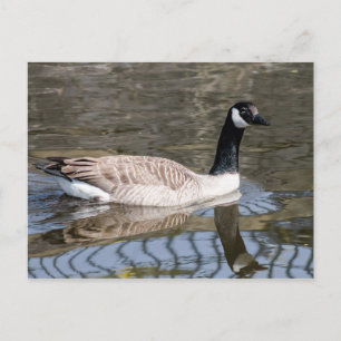 Canada Goose Briefkaart