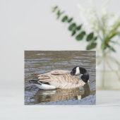 Canada Goose Briefkaart (Staand voorkant)