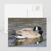 Canada Goose Briefkaart (Voorkant / Achterkant)