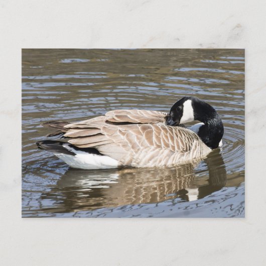 Canada Goose Briefkaart (Voorkant)