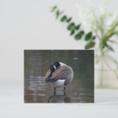 Canada Goose Briefkaart (Staand voorkant)