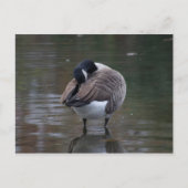 Canada Goose Briefkaart (Voorkant)