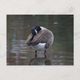 Canada Goose Briefkaart