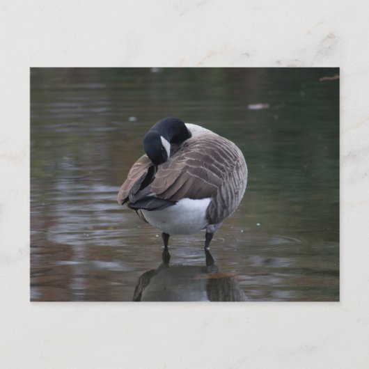 Canada Goose Briefkaart (Voorkant)